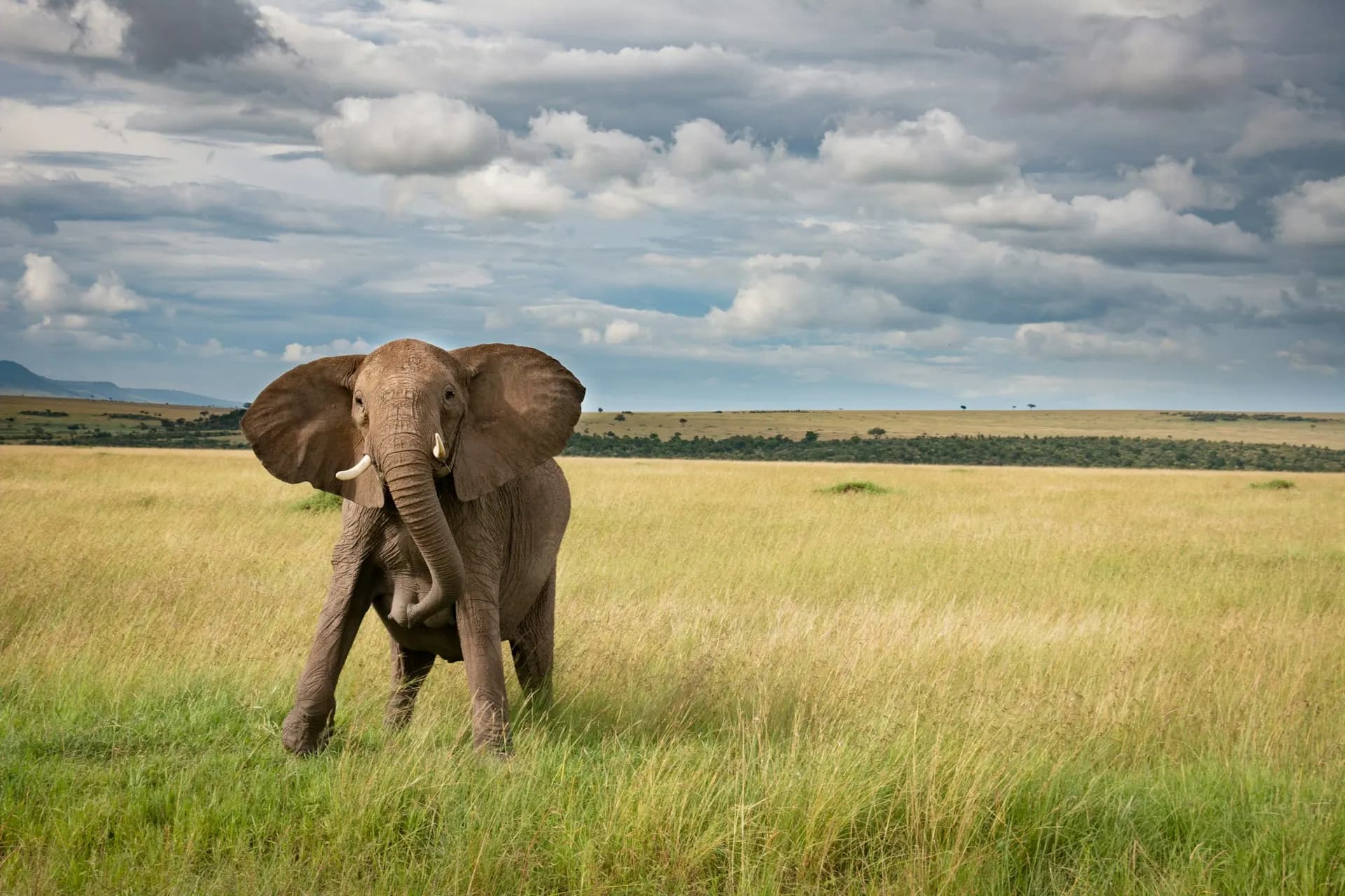 Elephant in the African bush at golden hour