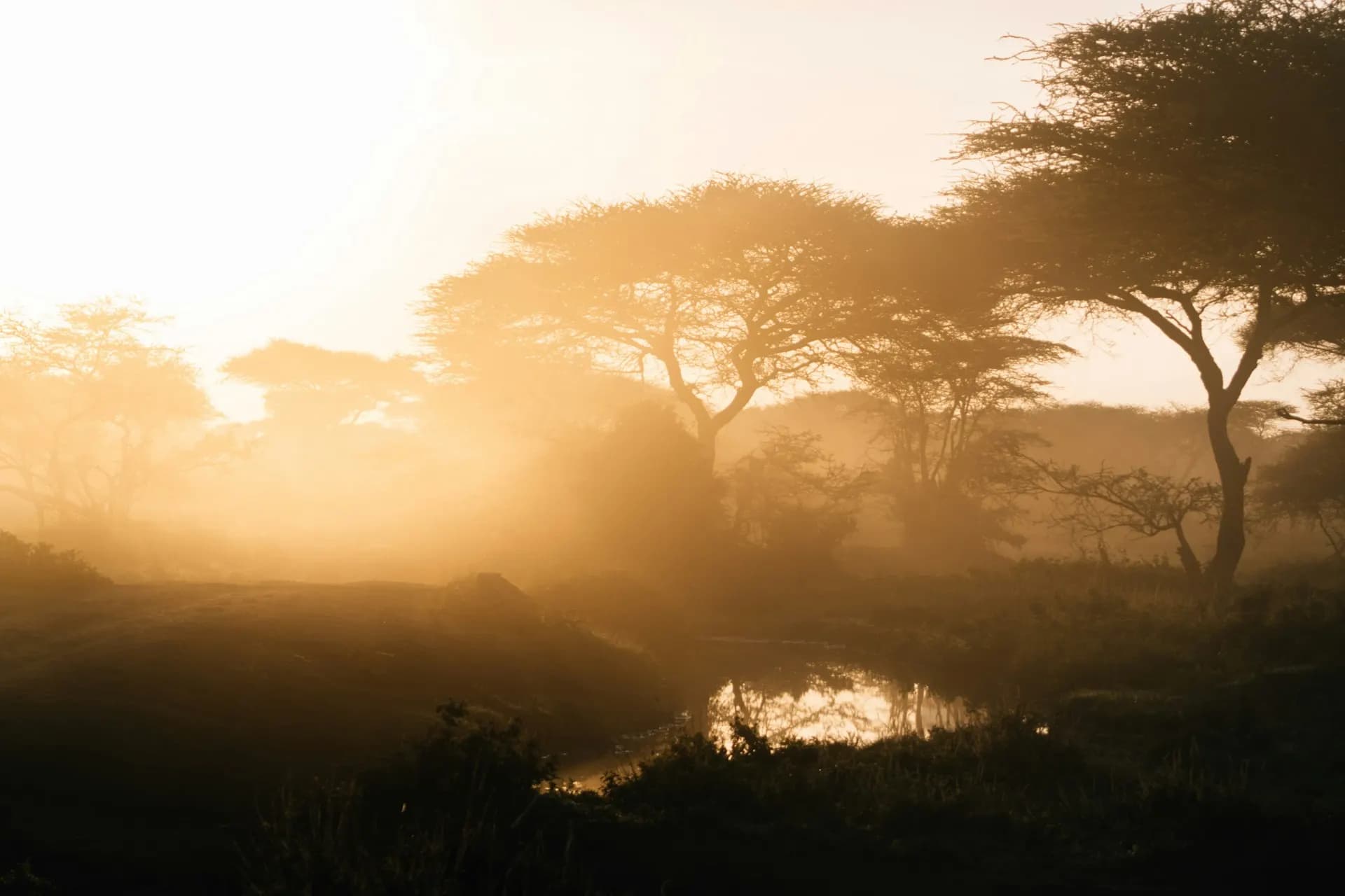 Golden savanna landscape at sunset in Southern Africa